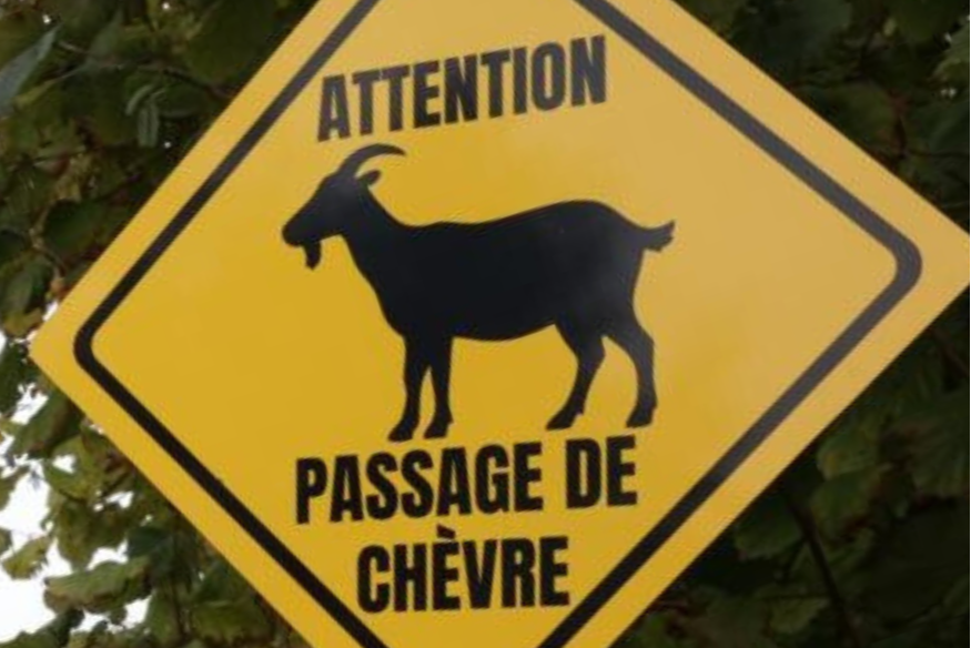 Aisne : un panneau routier inédit pour un animal pas banal qui squatte une départementale.