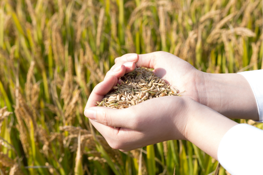 Hauts-de-France : un fonds d’urgence pour les céréaliers en difficulté.