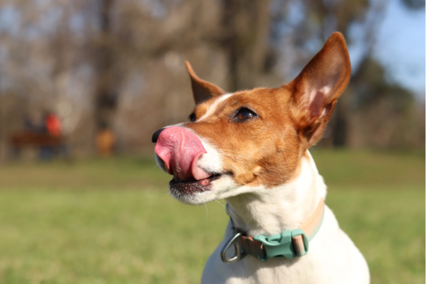 Flavigny-le-Grand-et-Beaurain : plusieurs animaux empoisonnés.