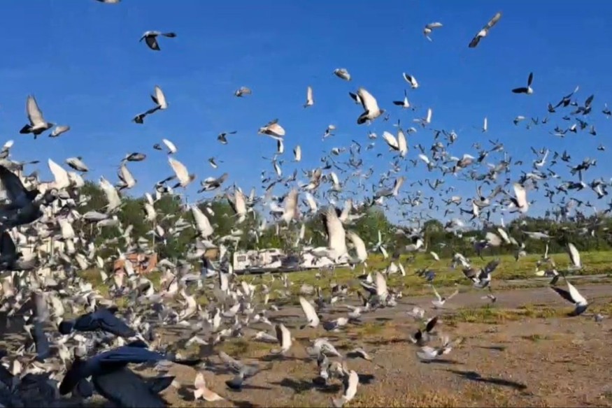 Près de 15 000 pigeons relâchés à Hirson !