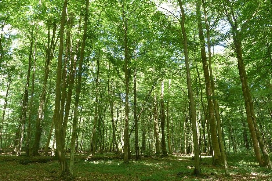 L’accès à la forêt de Mormal totalement interdit après les violents orages.