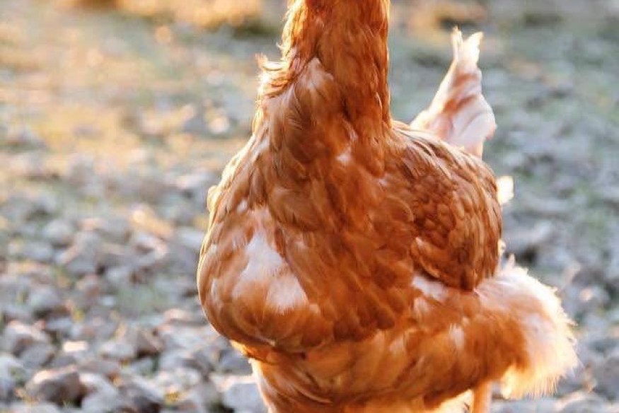 Saint-Hilaire-sur-Helpe :  6 000 poules à adopter le 5 septembre !