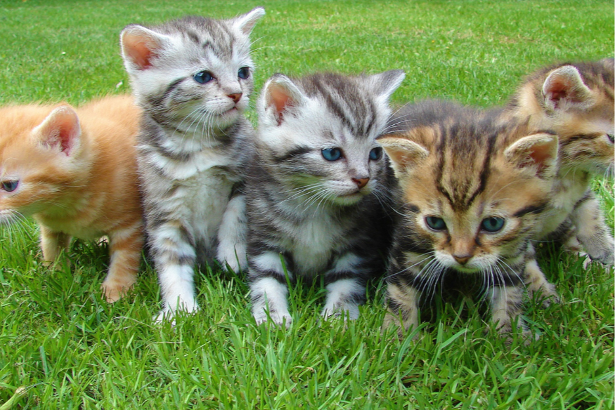 Wiège-Faty : de nombreux chats retrouvés morts depuis quelques semaines.